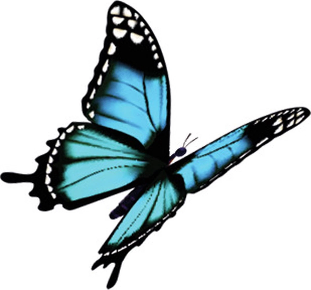 4x Robijn Klein & Krachtig Wasmiddel Black Velvet 1,19 Liter 11 4x Robijn Klein & Krachtig Wasmiddel Black Velvet 1,19 Liter - Afbeelding 9