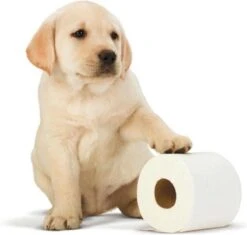 Scottex Toiletpapier - Kussenzacht Design Wc Papier - 84 Rollen -Winkel Voor Dagelijkse Benodigdheden 1200x1142 14