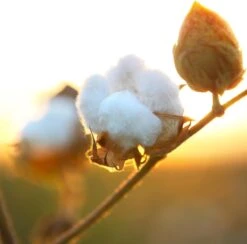 Air Wick Freshmatic Automatische Spray Luchtverfrisser - Pure Zachtheid Van Katoen Navulling - 3 Stuks - Voordeelverpakking 12 Air Wick Freshmatic Automatische Spray Luchtverfrisser - Pure Zachtheid Van Katoen Navulling - 3 Stuks - Voordeelverpakking -Winkel Voor Dagelijkse Benodigdheden 1200x1183 14