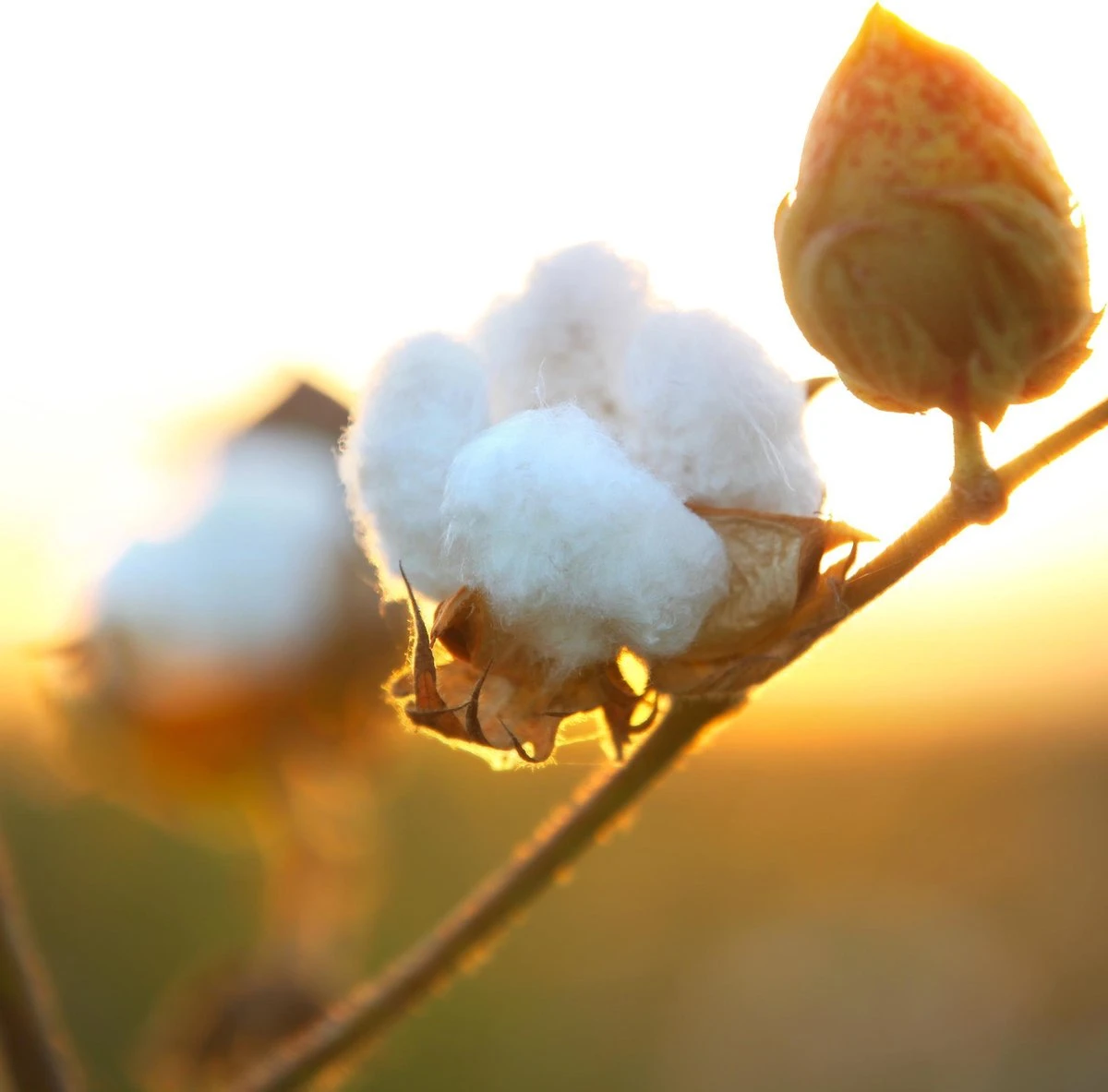 Air Wick Freshmatic Automatische Spray Luchtverfrisser - Pure Zachtheid Van Katoen Navulling - 3 Stuks - Voordeelverpakking 7 Air Wick Freshmatic Automatische Spray Luchtverfrisser - Pure Zachtheid Van Katoen Navulling - 3 Stuks - Voordeelverpakking - Afbeelding 5