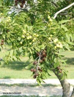 Wasnoten Start 150gr Met Waszakje - Zeepnoten - Natuurlijk Wassen -Winkel Voor Dagelijkse Benodigdheden 920x1200 2